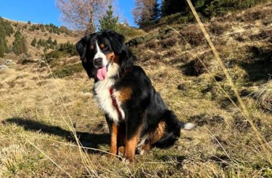 Unser Hofhund Max