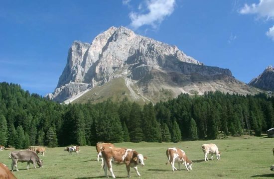 Trascorrete l’estate all’Alpe di Luson